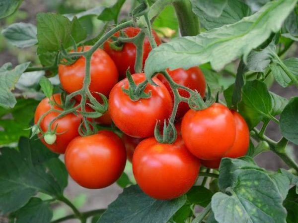 Pielęgnacja i zbiór pomidorów uprawianych w polu