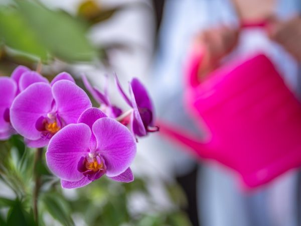Ratunek dla storczyka Metody i wskazówki jak rozwiązać najczęstsze problemy z tym kwiatem