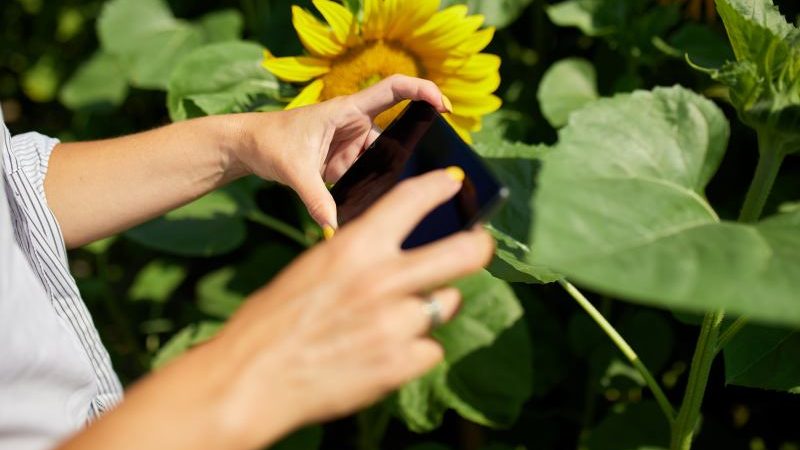 Jak uprawiać dekoracyjne słoneczniki w ogrodzie - poradnik dotyczący terminu siewu i pielęgnacji wybranych odmian