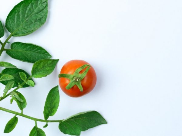Jak rozpoznać i zwalczać trzy główne choroby atakujące pomidory